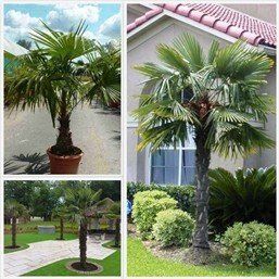 Trachycarpus fortunei, Windmill Palm  - Pb28 (90)