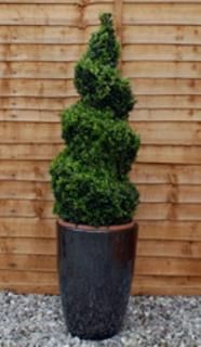 Topiary - Lonicera nitida spiral - pb12