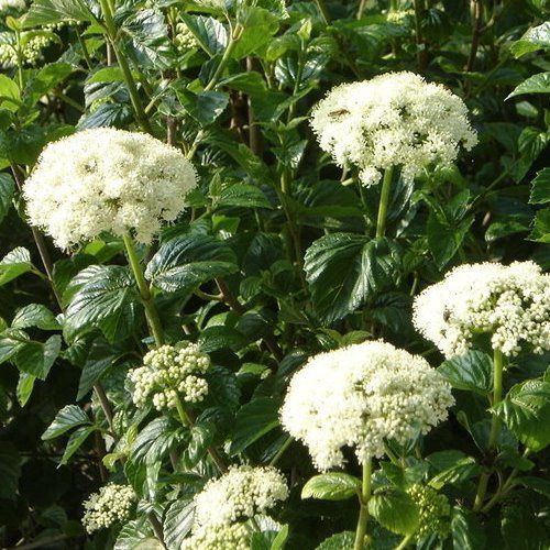 Viburnum o. Emerald Lustre - 4Ltr