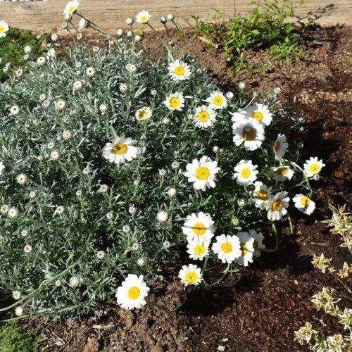 Pyrethropsis hosmariense - pb6.5 (15/20)