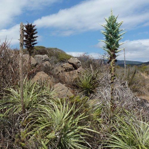 Puya alpestris - Pb6.5
