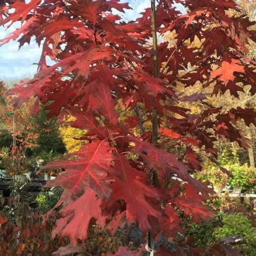 Quercus rubra, Northern Red Oak - 1.5Ltr