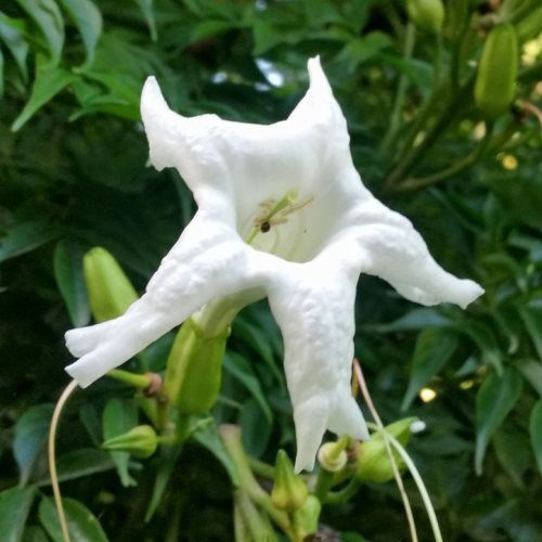 Radermachera s. China Doll - 2Ltr