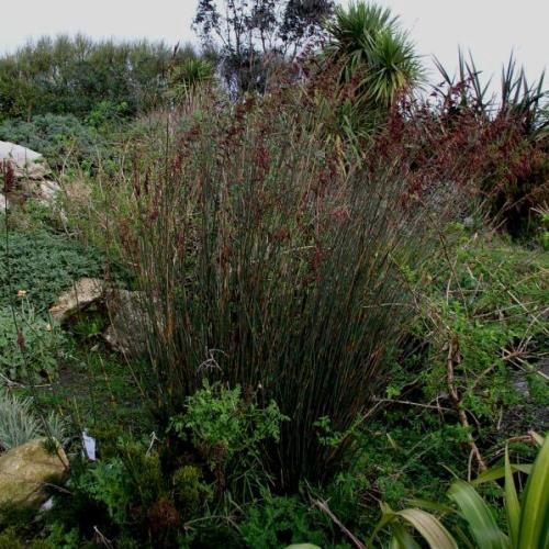 Rhodocoma arida - 1.5l (50/70)