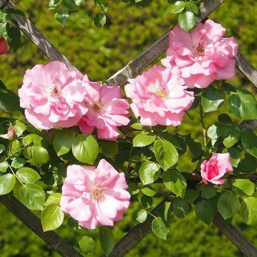 Rose Bantry Bay (climbing)