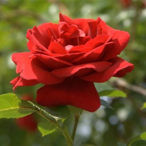 Rose PJ's Rose (floribunda)