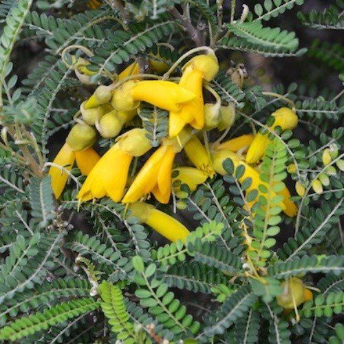 Sophora tetraptera, Kowhai - Pot