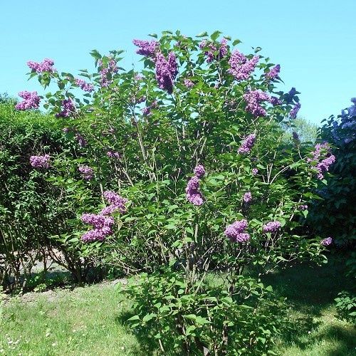 Syringa Mrs Edward Harding - Pb6.5 (30/50)