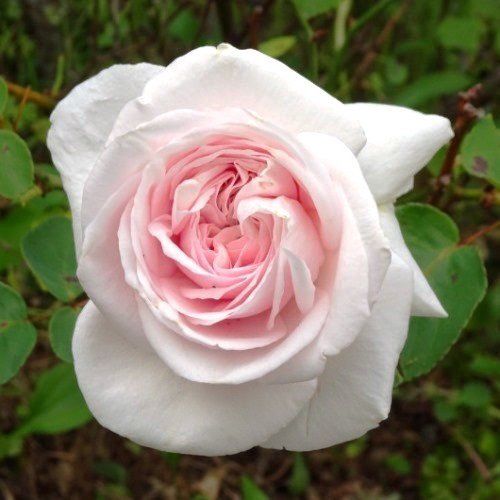 Rose Souvenir de le Malmaison (old fashioned)