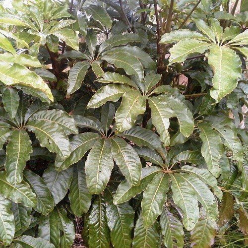 Schefflera digitata - Pb3/Pb6.5