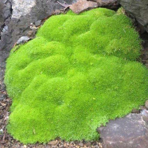 Scleranthus Crew Cut - 2.5Ltr