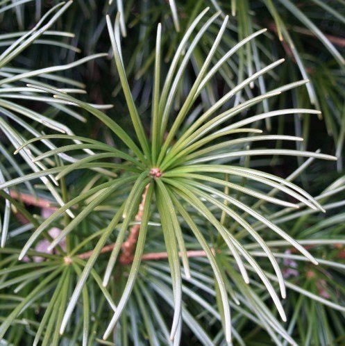 Sciadopitys verticillata, Japanese Umbrella Pine - Pb5