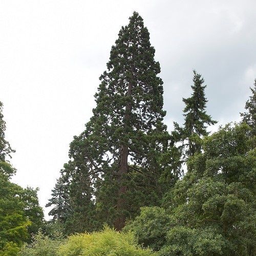Sequoiadendron giganteum, Giant Redwood - Pb6.5/Pb8