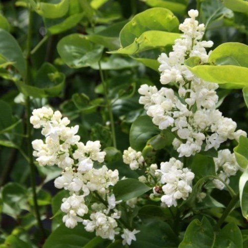 Syringa Princess Clementine, Lilac - Pb12/Pb18