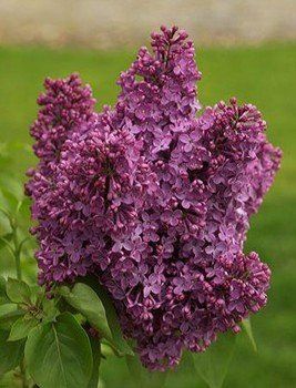 Syringa Souvenor de Louis Spaeth, Lilac - Pb12/18