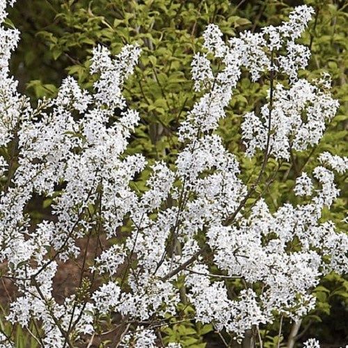 Syringa persica Alba - Pb12/Pb18
