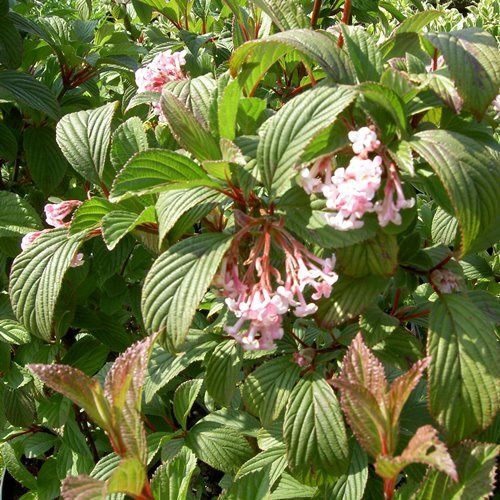 Viburnum x Dawn - 2Ltr