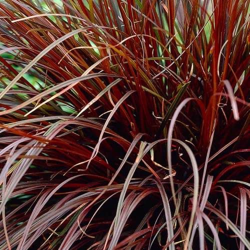 Uncinia rubra, Red Hook Sedge - Pb3