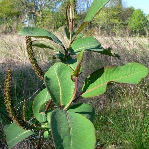 Salix magnifica, Giant Leaf Willow  - Pb6.5