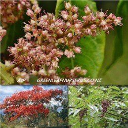 Rhus potaninii, Chinese Varnish Tree - Pb6.5