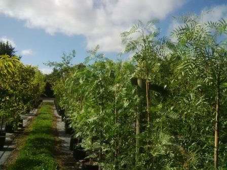 Schinus molle, Pepper Tree - Pb8 (40/70)