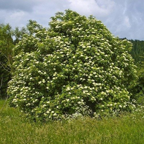 Sambucus nigra, Elderberry - Pb6.5 (30/100)