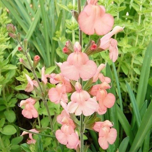 Salvia g. Apricot - 1Ltr (45/60)