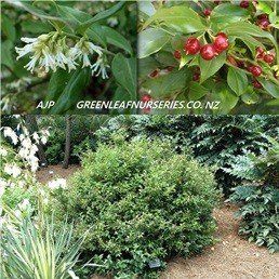 Sarcococca ruscifolia, Sweetbox - Pb5 (30/40cm)