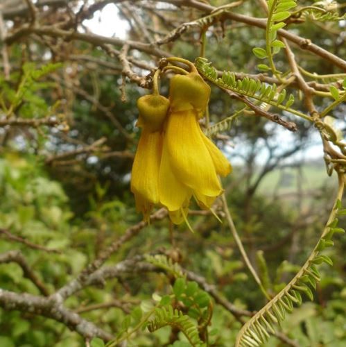 Sophora microphylla, Kowhai - Pot