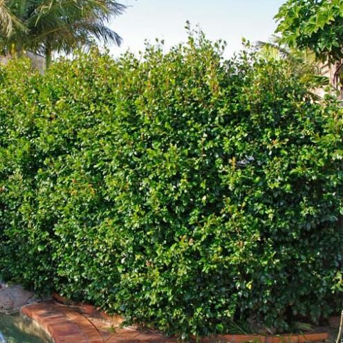 Syzygium australe, Lilly Pilly - 35Ltr/45Ltr. Instant Hedge!