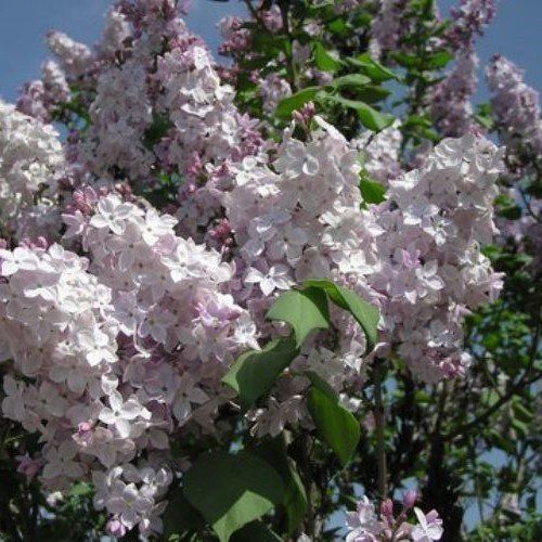 Syringa Clarks Giant, Lilac - Pb12/Pb18