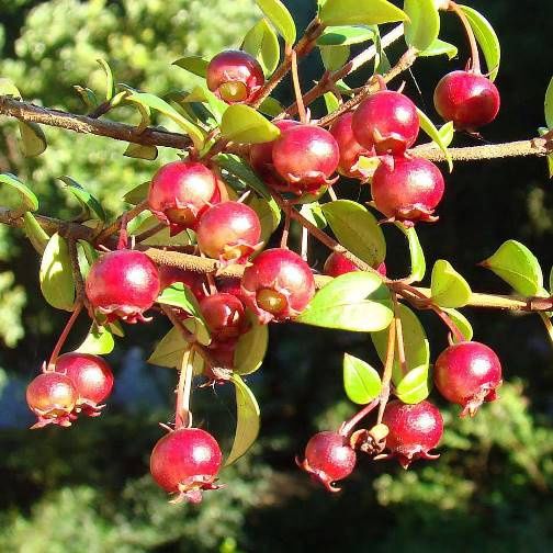 Topiary - Myrtus ugni 1 ball - PB12