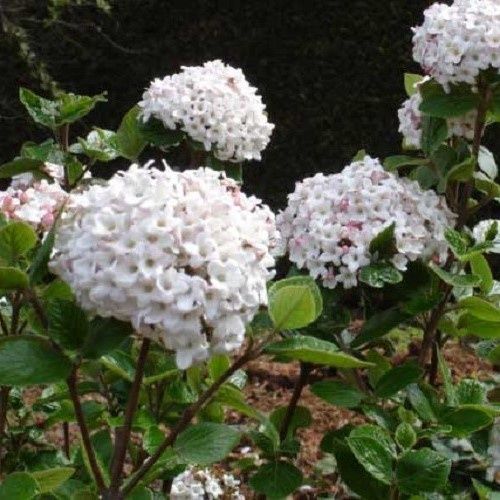 Viburnum x Anne Russell - Pb6.5