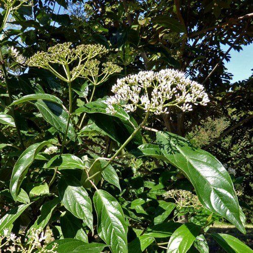 Viburnum cylindricum, Leatherleaf - Pb6.5