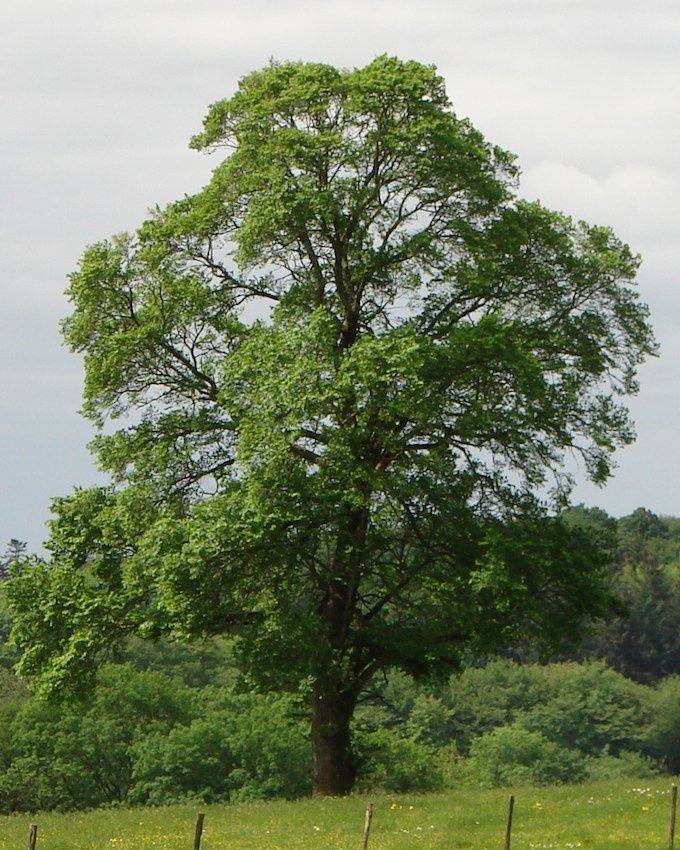 Ulmus Purpurea, Purple-Leaved Elm - Pb28