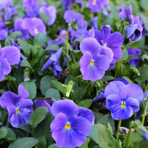 Viola Maggie Mott - 2Ltr