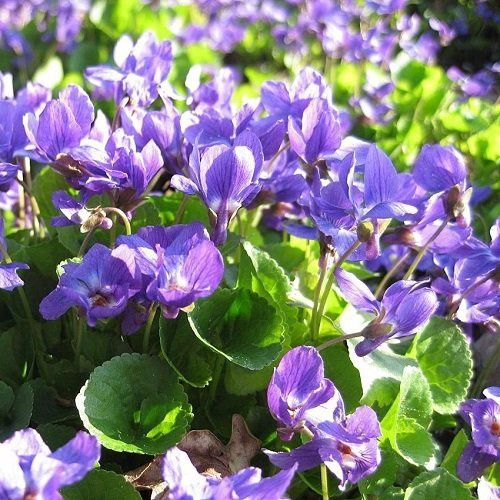 Viola English Blue - 1.5Ltr