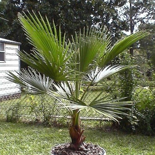 Washingtonia robusta, Mexican Fan Palm - Pb6.5