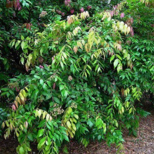 Waterhousia floribunda, Lilly Pilly - Pb6.5