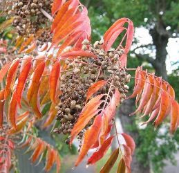 Rhus succedanea, Japanese Wax Tree - Pb12