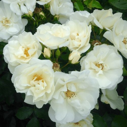 Rose Flower Carpet White