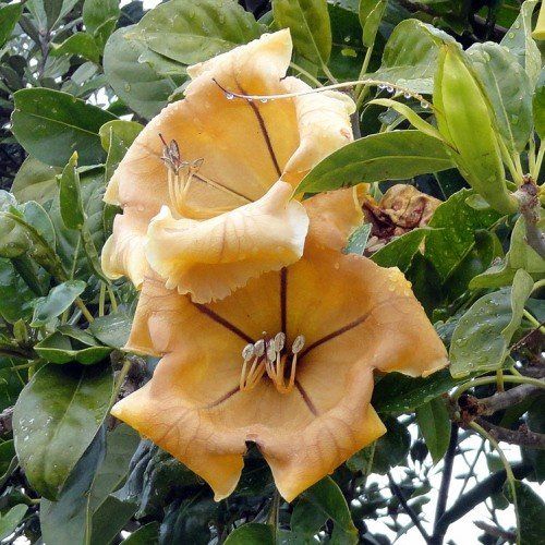Solandra maxima, Cup Of Gold Vine - 2.5L (100)