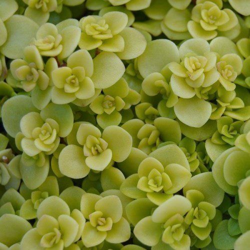 Sedum Makinoi Ogon - 1.5Ltr (15/20)