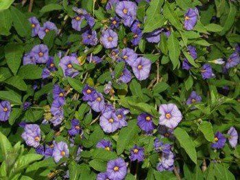 Solanum rantonnettii, Blue Potato Bush (topiary) - Pb12