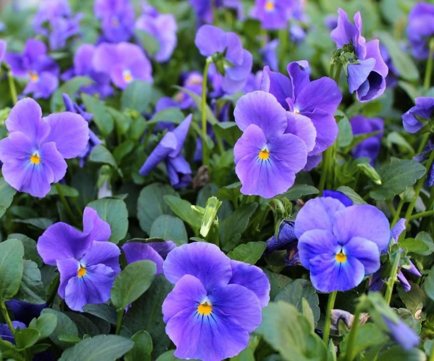 Viola Maggie Mott - 1L