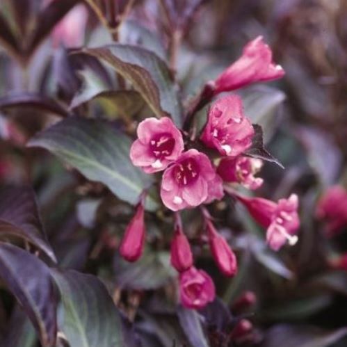 Weigela fl. Purpurea - Pb5