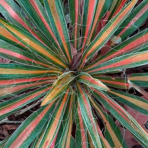 Yucca Colour Guard - 2.5Ltr
