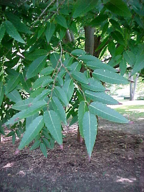 Zelkova serrata, Japanese Elm - Pb6.5