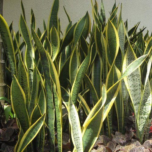 Sansevieria trifasciata (house plant)