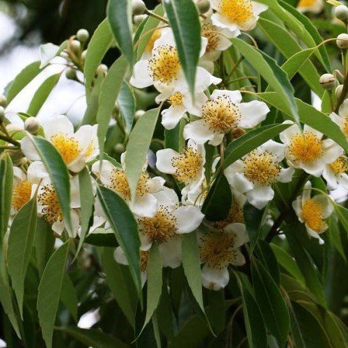 Schima wallichii, Needlewood Tree - Pb18